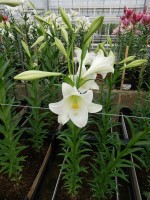 [5149 Big Tower 18 ST No01.JPG]